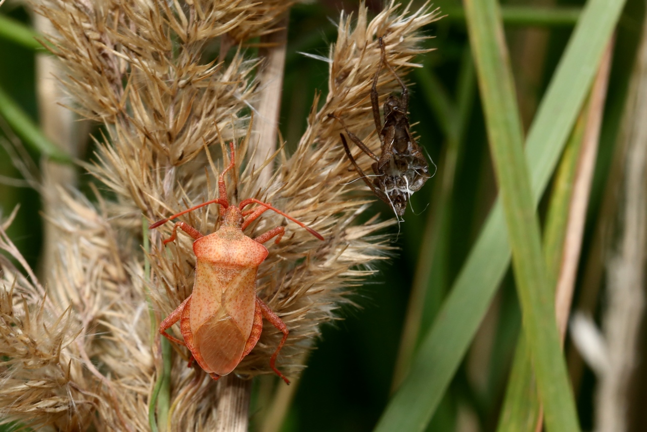 Coreus marginatus (Linnaeus, 1758) - Corée marginée (stade ténéral)