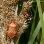 Coreus marginatus (Linnaeus, 1758) - Corée marginée (stade ténéral)