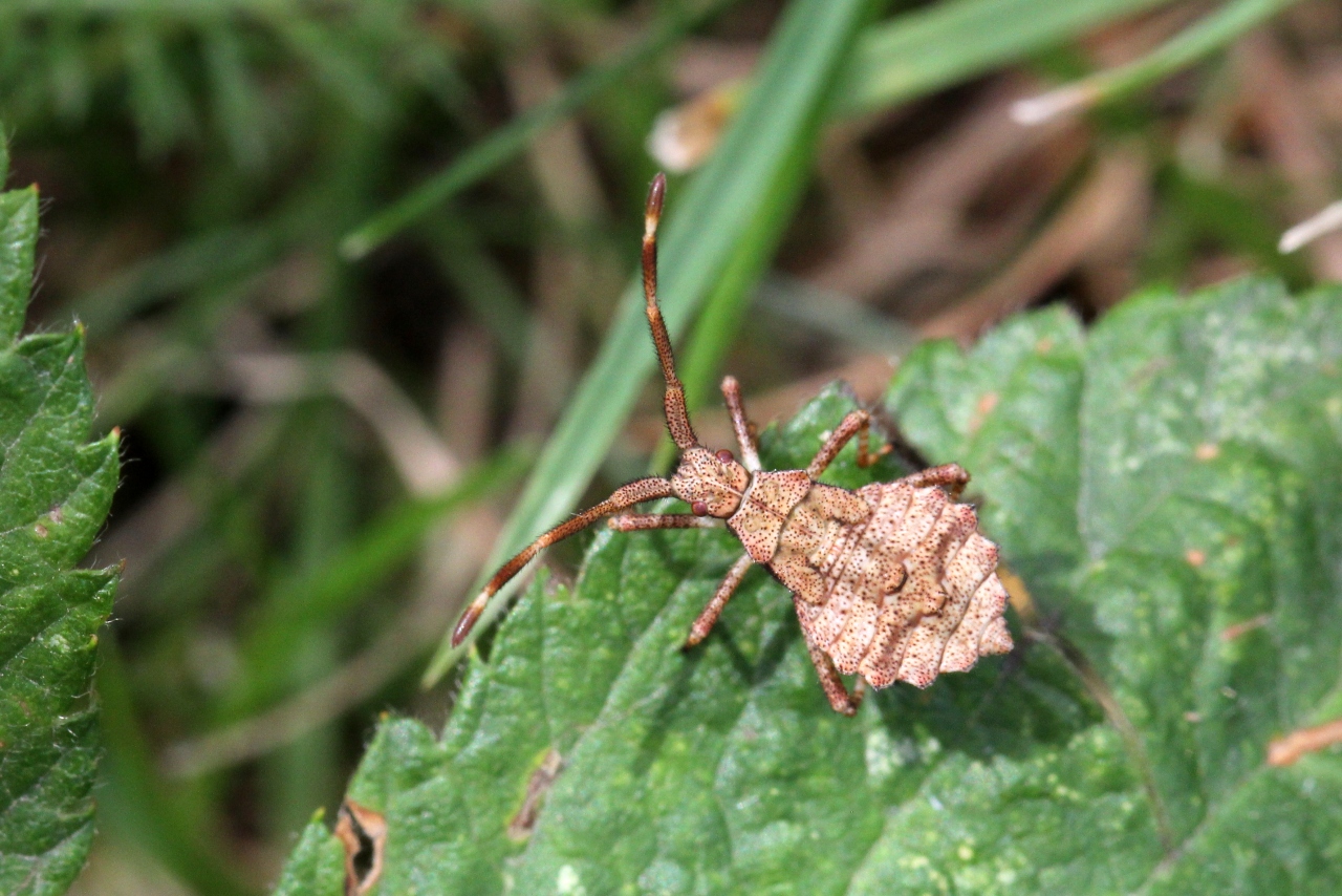 Coreus marginatus (Linnaeus, 1758) - Corée marginée (larve)