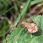 Coreus marginatus (Linnaeus, 1758) - Corée marginée (larve)