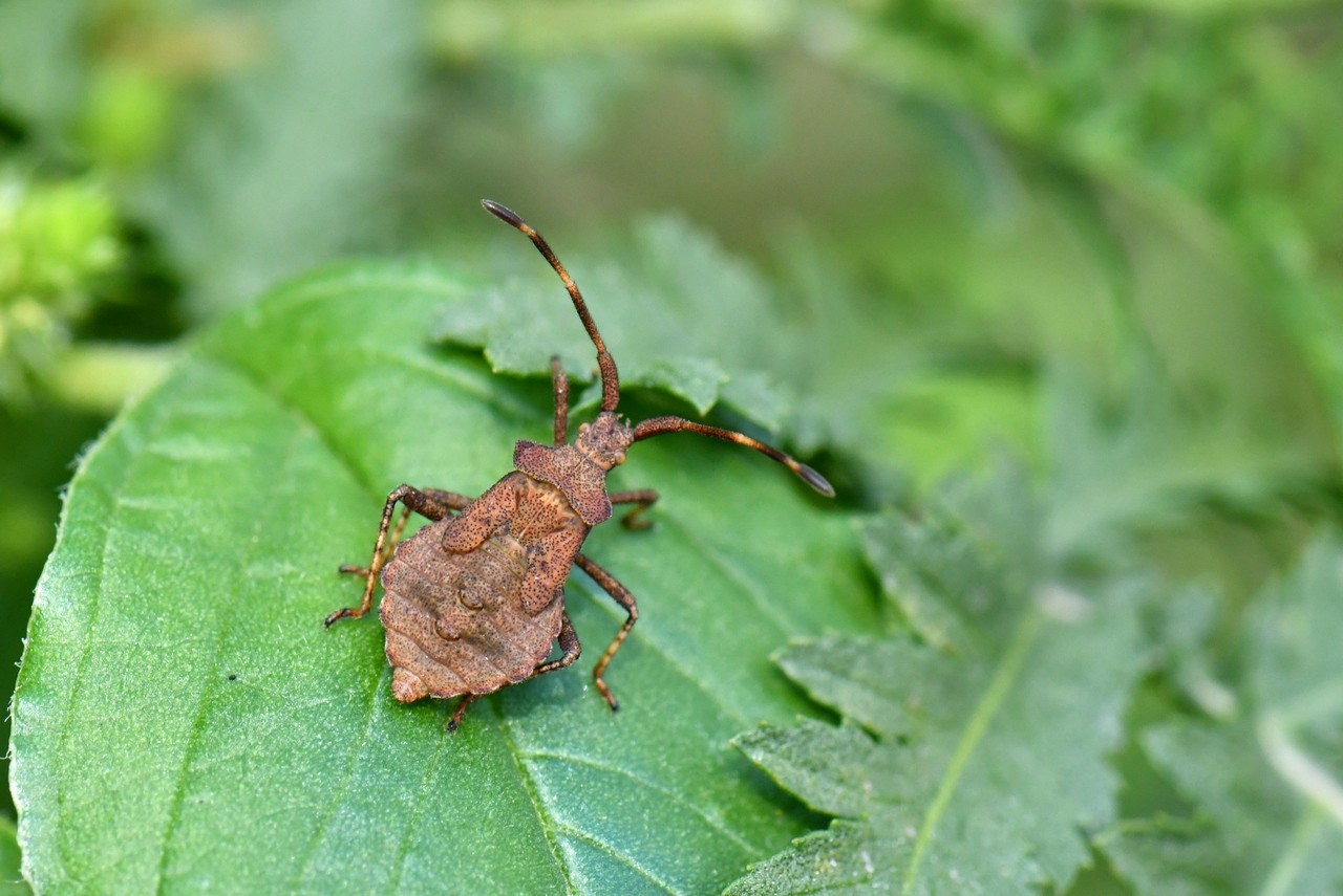 Coreus marginatus (Linnaeus, 1758) - Corée marginée (larve)