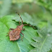 Coreus marginatus (Linnaeus, 1758) - Corée marginée (larve)