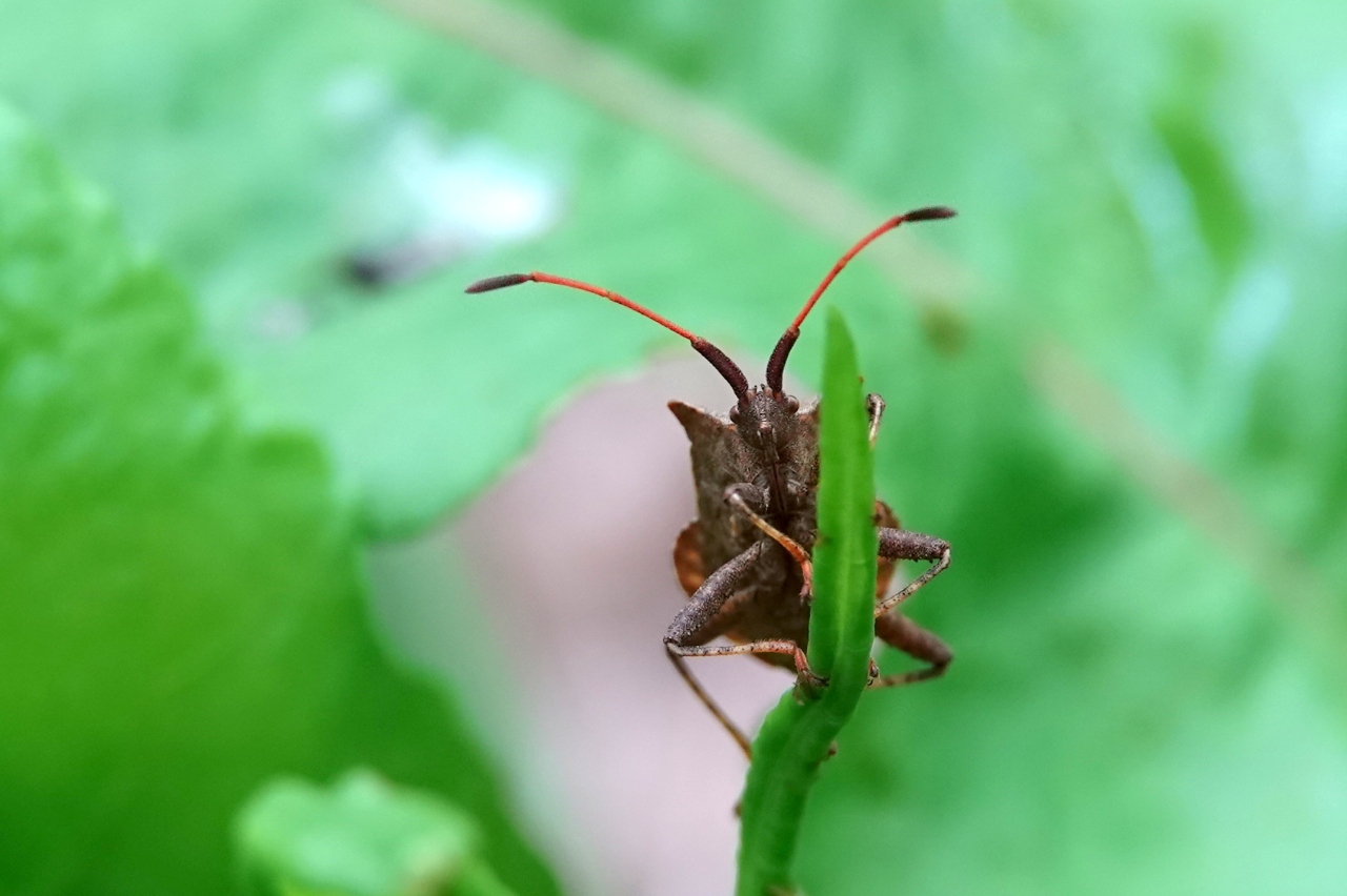 Coreus marginatus (Linnaeus, 1758) - Corée marginée