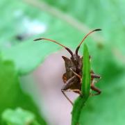 Coreus marginatus (Linnaeus, 1758) - Corée marginée