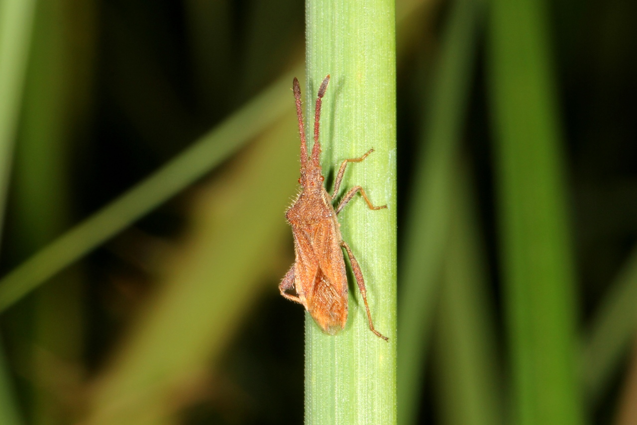 Coriomeris affinis (Herrich-Schäffer, 1839)