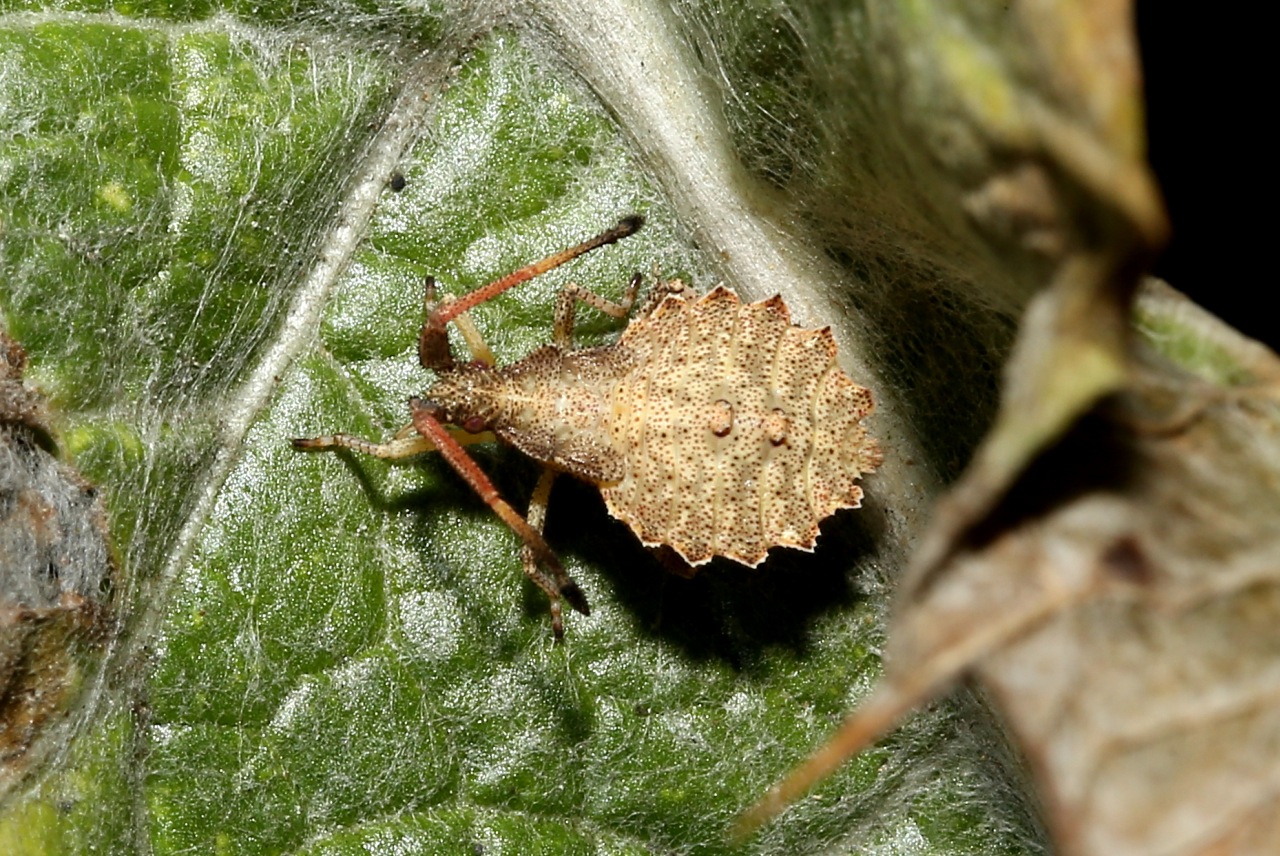 Enoplops scapha (Fabricius, 1794) - Corée bateau (larve)