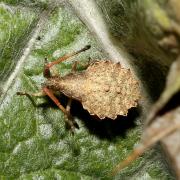 Enoplops scapha (Fabricius, 1794) - Corée bateau (larve)