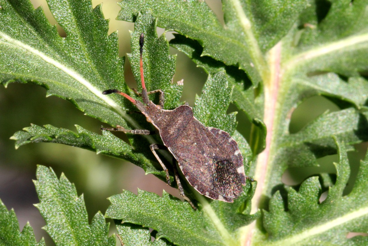 Enoplops scapha (Fabricius, 1794) - Corée bateau 