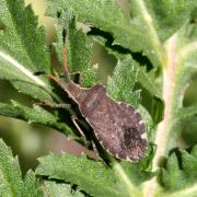 Enoplops scapha (Fabricius, 1794) - Corée bateau 