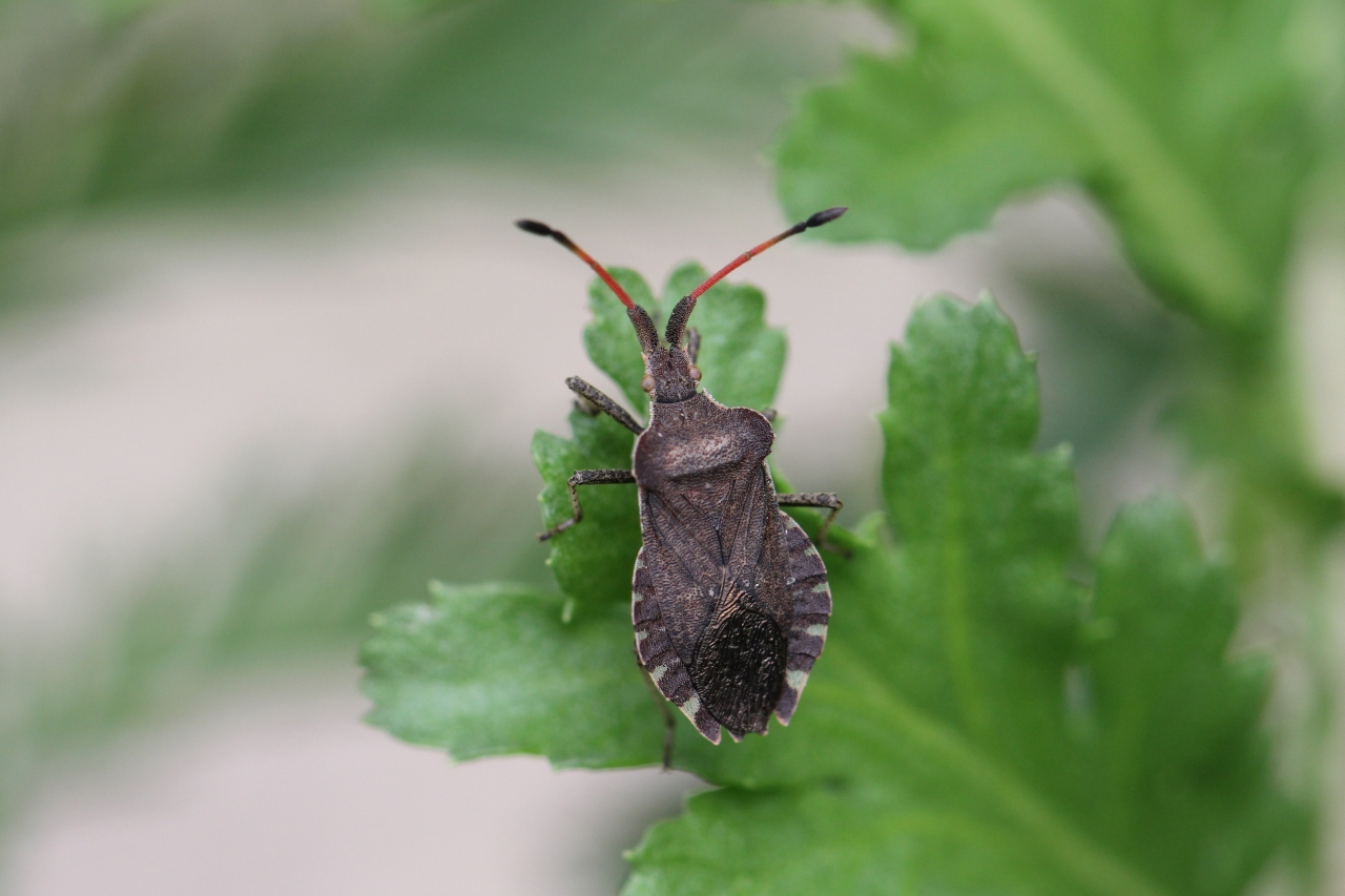 Enoplops scapha (Fabricius, 1794) - Corée bateau