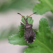 Enoplops scapha (Fabricius, 1794) - Corée bateau