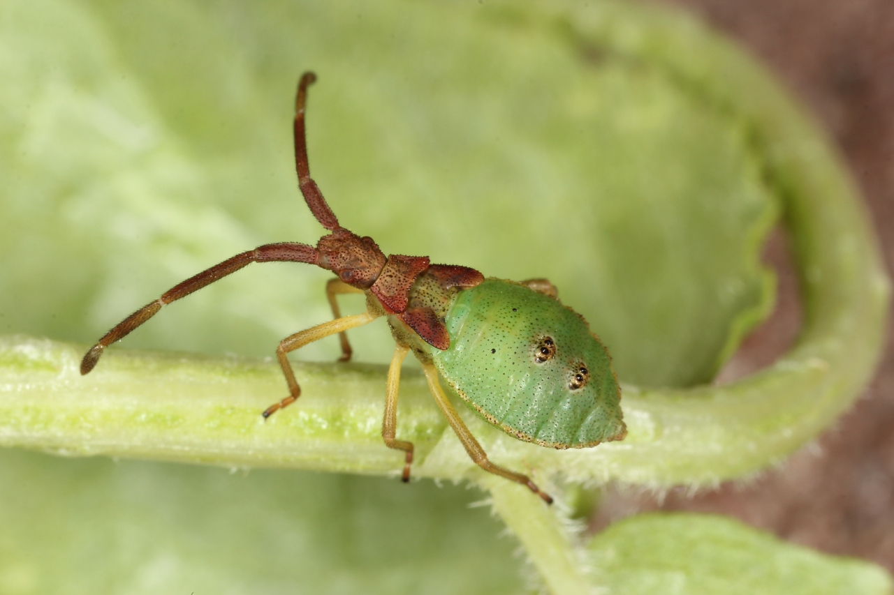 Gonocerus acuteangulatus (Goeze, 1778) - Gonocère du Buis (larve dernier stade)