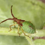 Gonocerus acuteangulatus (Goeze, 1778) - Gonocère du Buis (larve dernier stade)