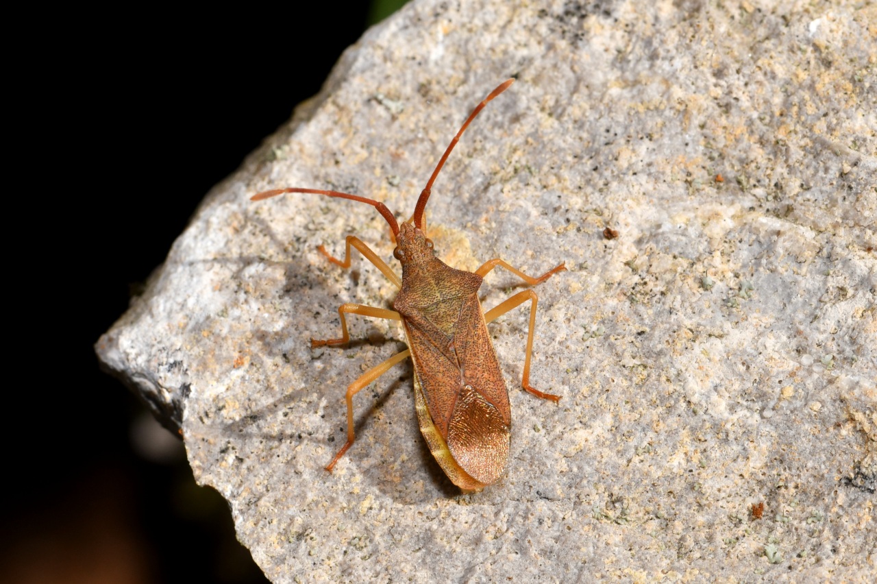 Gonocerus acuteangulatus (Goeze, 1778) - Gonocère du Buis