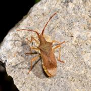 Gonocerus acuteangulatus (Goeze, 1778) - Gonocère du Buis