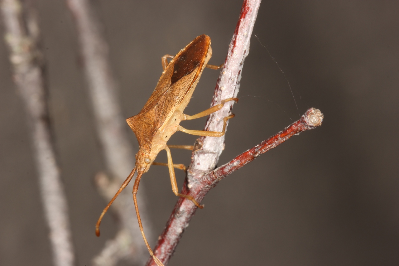 Gonocerus acuteangulatus (Goeze, 1778) - Gonocère du Buis