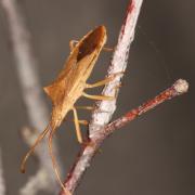 Gonocerus acuteangulatus (Goeze, 1778) - Gonocère du Buis