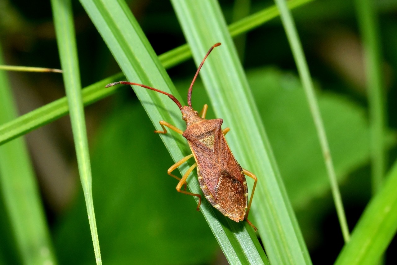Gonocerus acuteangulatus (Goeze, 1778) - Gonocère du Buis