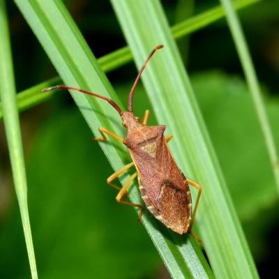 Gonocerus acuteangulatus (Goeze, 1778) - Gonocère du Buis