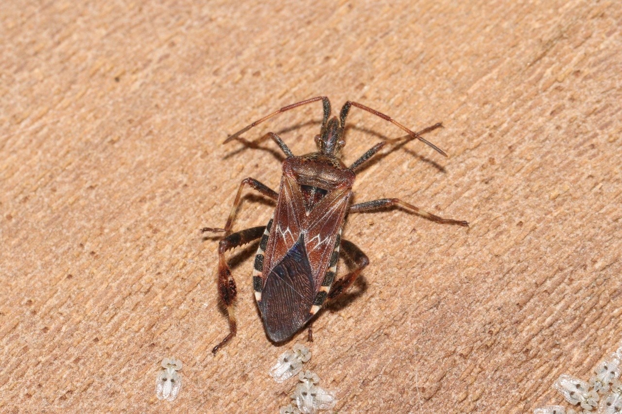 Leptoglossus occidentalis Heidemann, 1910 - Punaise du Pin