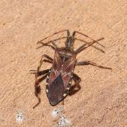 Leptoglossus occidentalis Heidemann, 1910 - Punaise du Pin