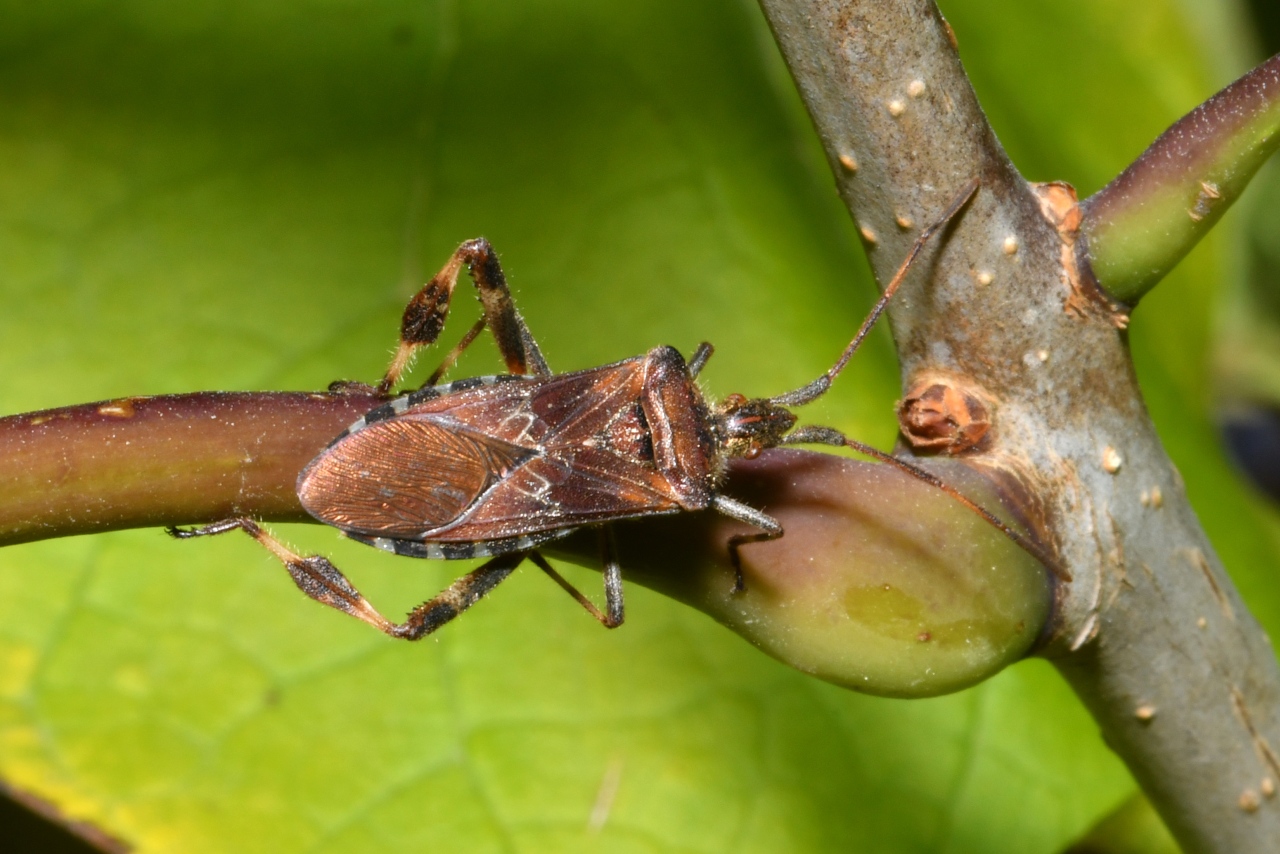 Leptoglossus occidentalis Heidemann, 1910 - Punaise américaine du Pin