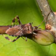 Leptoglossus occidentalis Heidemann, 1910 - Punaise américaine du Pin