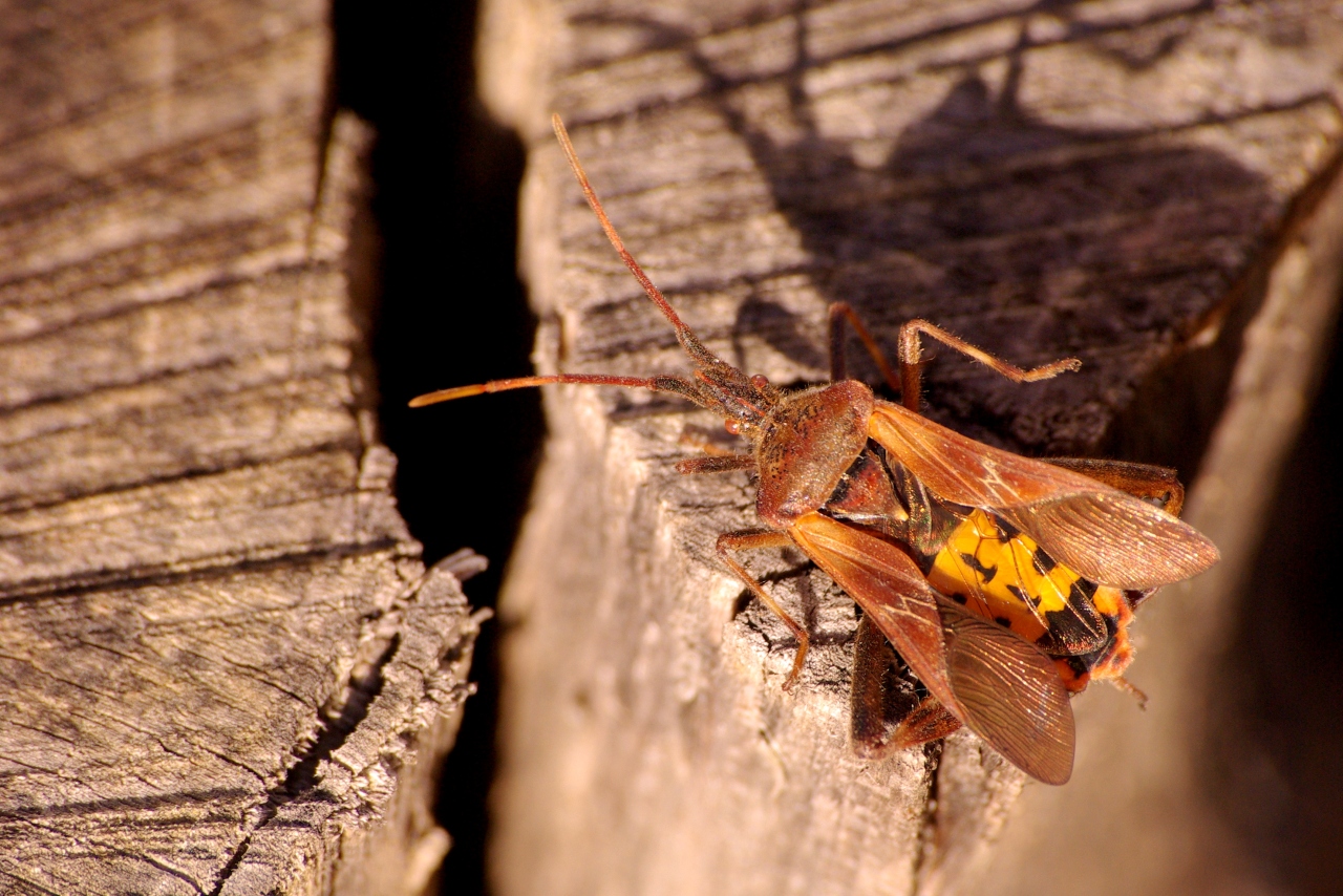 Leptoglossus occidentalis Heidemann, 1910 - Punaise américaine du Pin