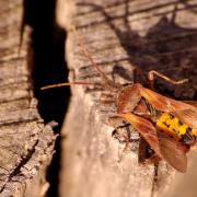 Leptoglossus occidentalis Heidemann, 1910 - Punaise américaine du Pin