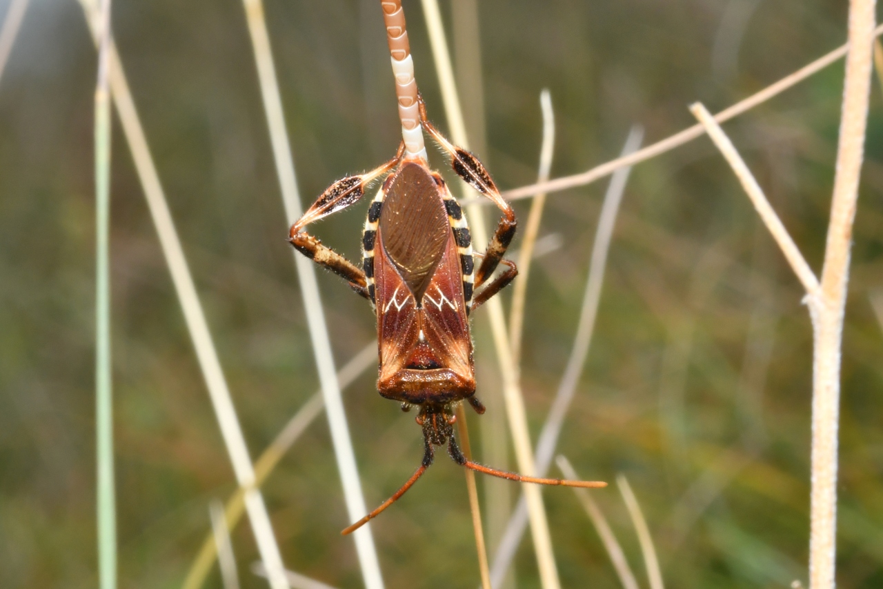 Leptoglossus occidentalis Heidemann, 1910 - Punaise américaine du Pin (femelle en ponte)