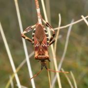 Leptoglossus occidentalis Heidemann, 1910 - Punaise américaine du Pin (femelle en ponte)