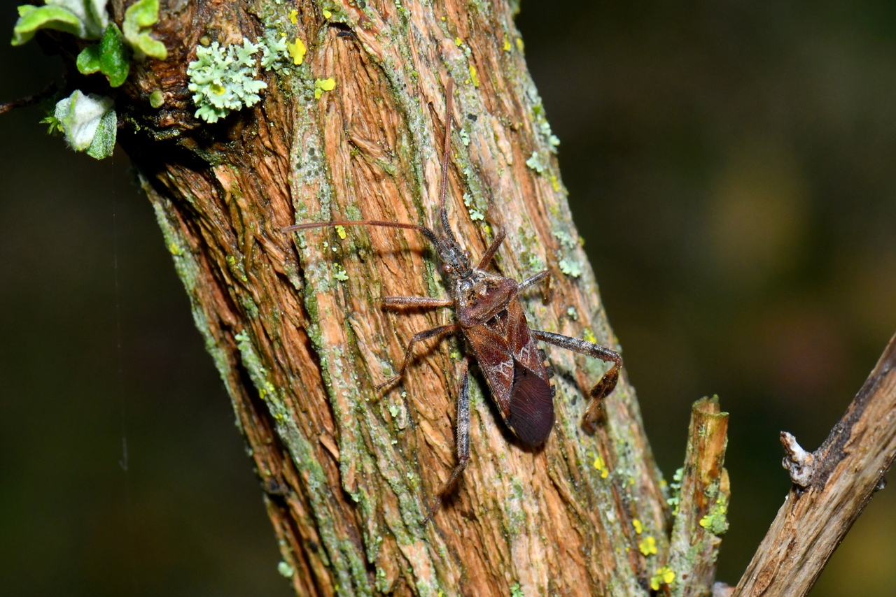 Leptoglossus occidentalis Heidemann, 1910 - Punaise américaine du Pin