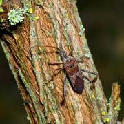 Leptoglossus occidentalis Heidemann, 1910 - Punaise américaine du Pin