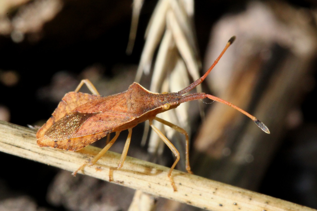 Syromastus rhombeus (Linnaeus, 1767) - Punaise rhomboïdale (femelle)