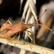 Syromastus rhombeus (Linnaeus, 1767) - Punaise rhomboïdale (femelle)