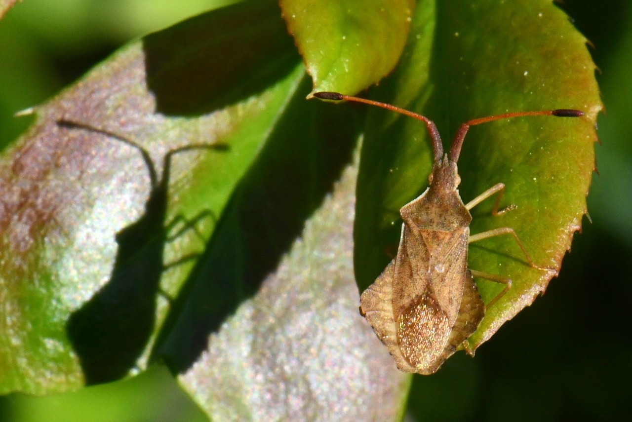 Syromastus rhombeus (Linnaeus, 1767) - Punaise rhomboïdale (mâle)