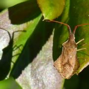 Syromastus rhombeus (Linnaeus, 1767) - Punaise rhomboïdale (mâle)