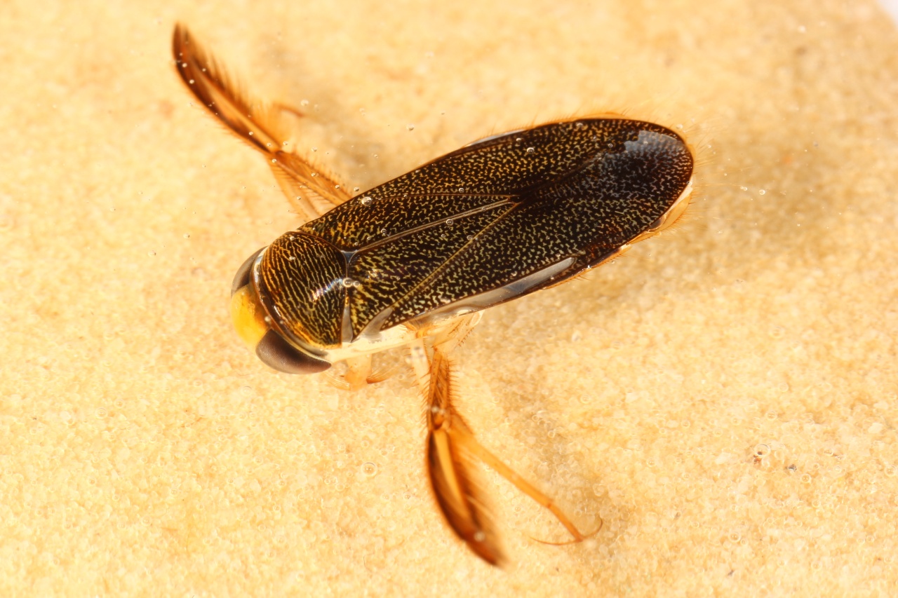 Corixa punctata (Illiger, 1807) - Batelier, Corise ponctuée (mâle)