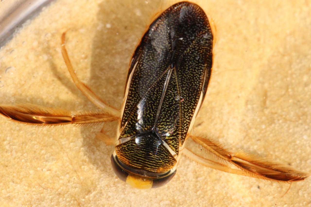 Corixa punctata (Illiger, 1807) - Batelier, Corise ponctuée (mâle)