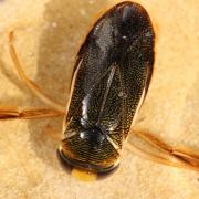 Corixa punctata (Illiger, 1807) - Batelier, Corise ponctuée (mâle)