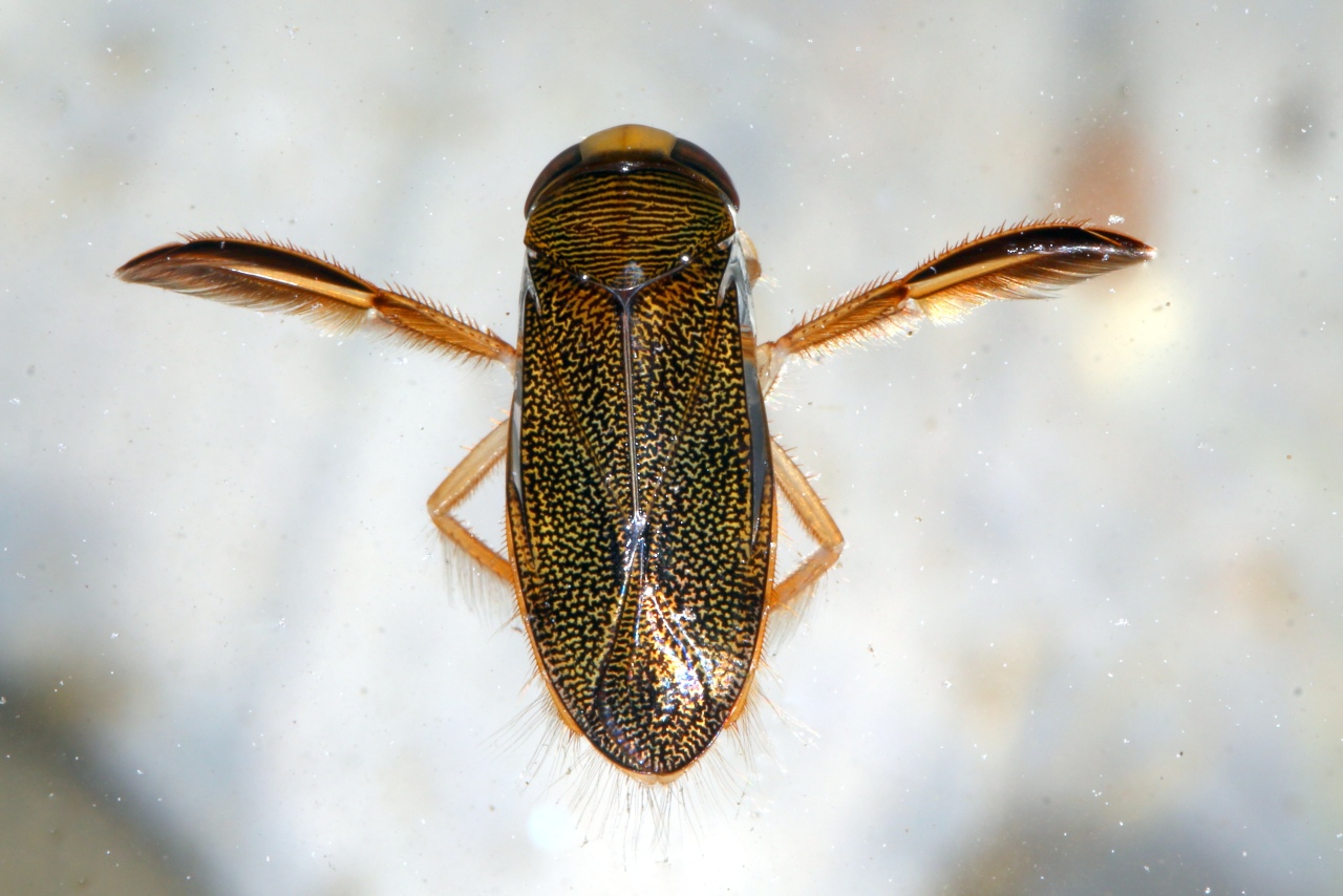 Corixa punctata (Illiger, 1807) - Batelier, Corise ponctuée