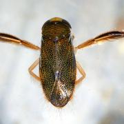 Corixa punctata (Illiger, 1807) - Batelier, Corise ponctuée