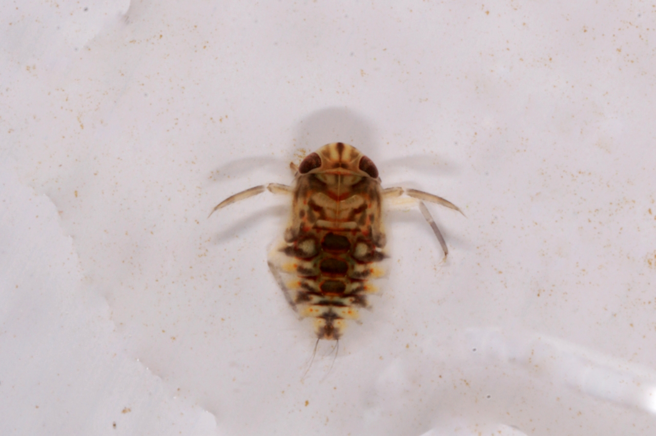 Micronecta sp (larve)