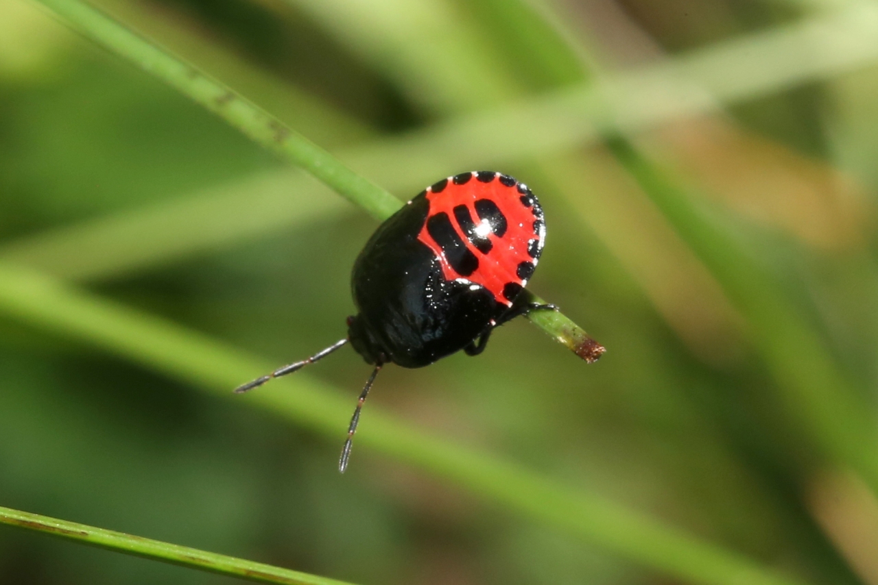 Canthophorus impressus (Horvath, 1881) (larve)