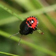 Canthophorus impressus (Horvath, 1881) (larve)