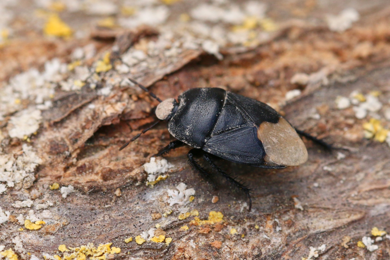 Cydnus aterrimus (Forster, 1771) - Punaise de l'Euphorbe