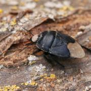 Cydnus aterrimus (Forster, 1771) - Punaise de l'Euphorbe