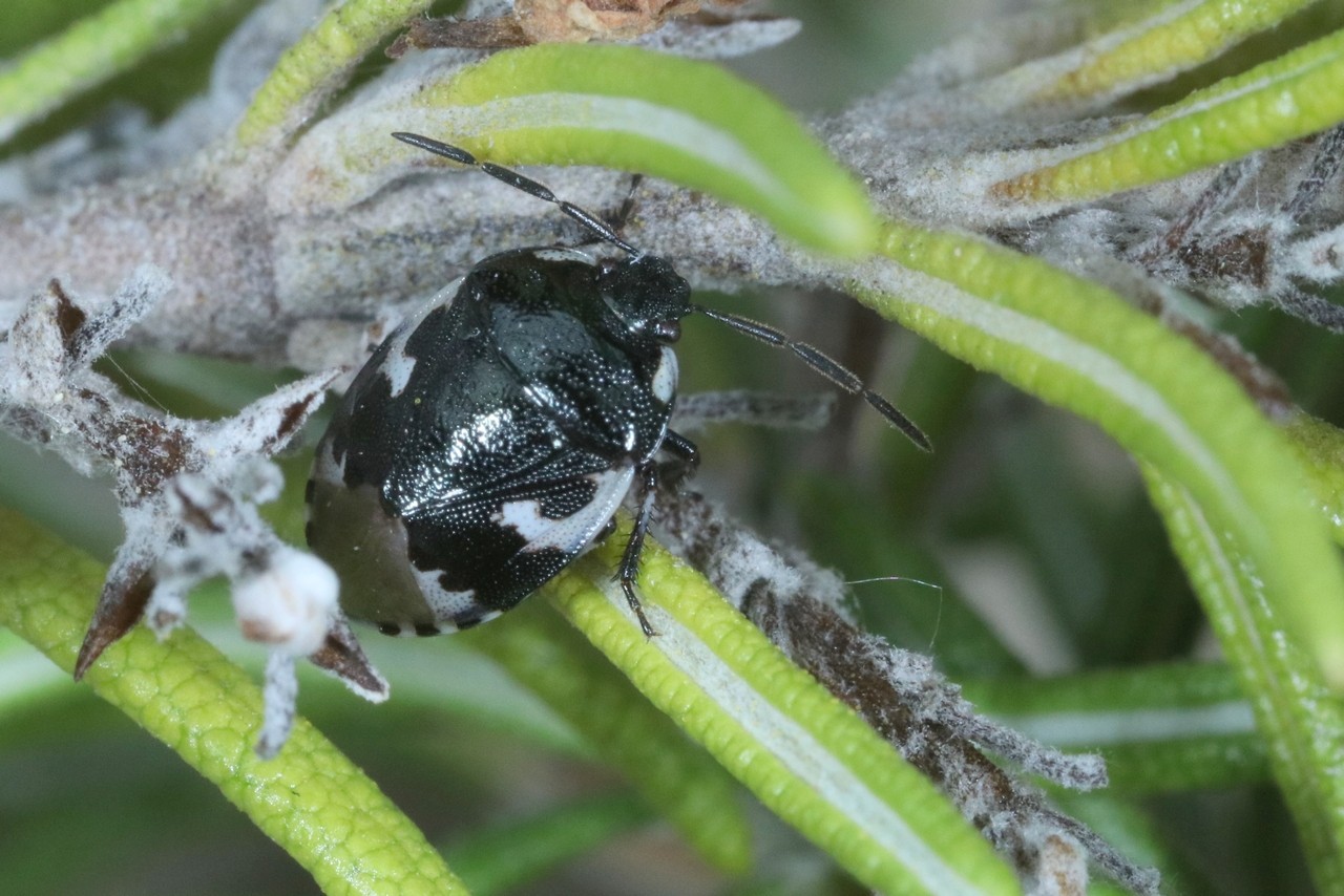 Tritomegas bicolor (Linnaeus, 1758) - Punaise noire à 4 taches blanches, Punaise Pie 