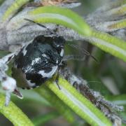 Tritomegas bicolor (Linnaeus, 1758) - Punaise noire à 4 taches blanches, Punaise Pie 