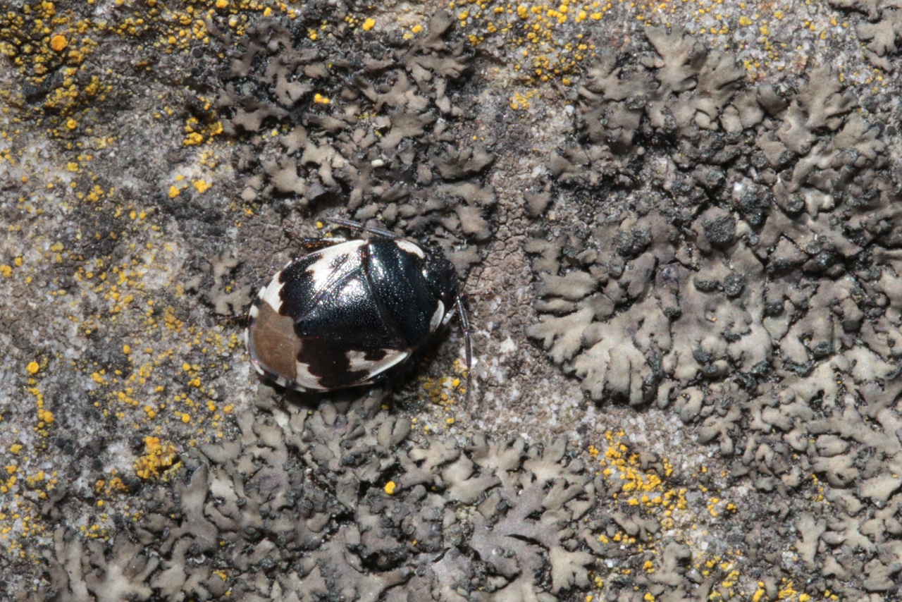 Tritomegas bicolor (Linnaeus, 1758) - Punaise noire à 4 taches blanches, Punaise Pie